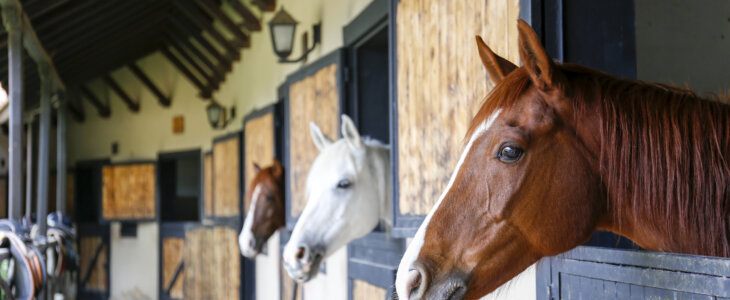 Horses looking out of their stalls in a stable