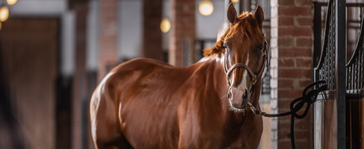 Brown paint horse with white parts of its chops poses inside the stable.